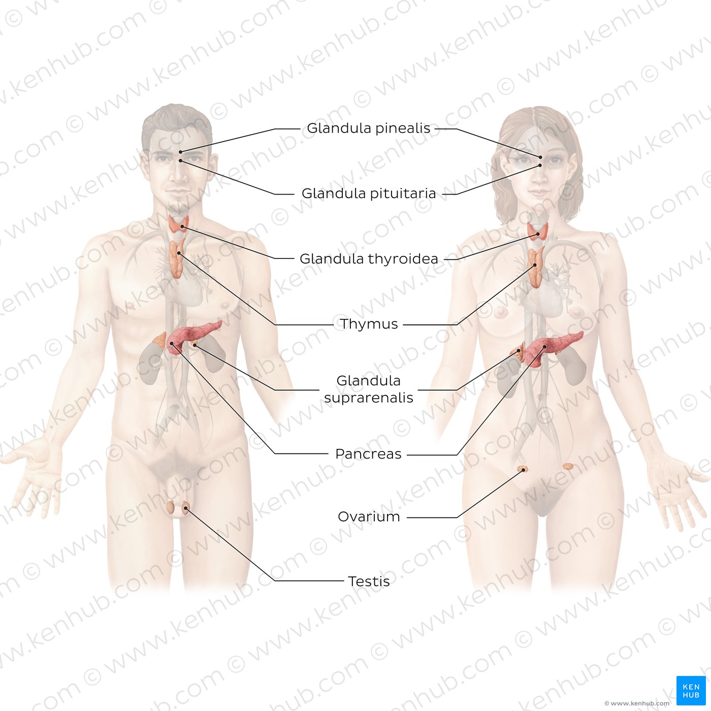 Organe des endokrinen Systems