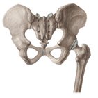 Pelvis osseux