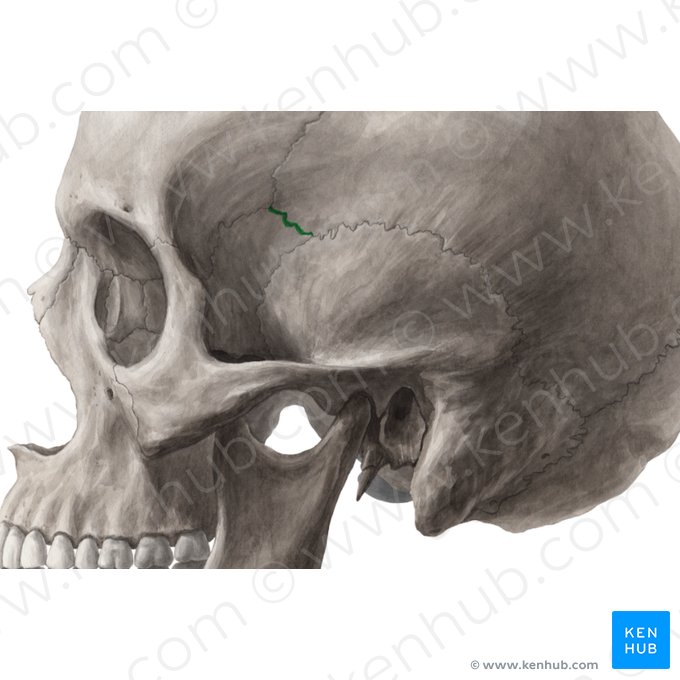 Sutura sphenoparietalis (Keilbein-Scheitel-Naht); Bild: Yousun Koh