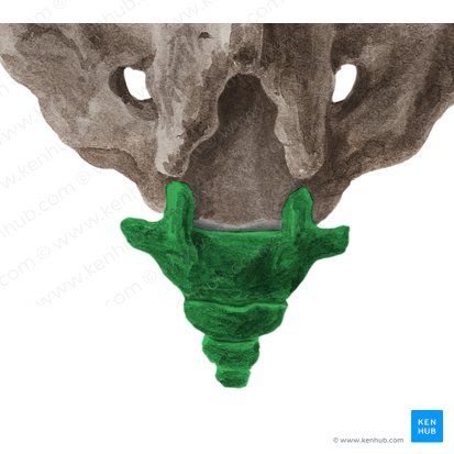 Coccyx (Os coccygis); Image: Liene Znotina