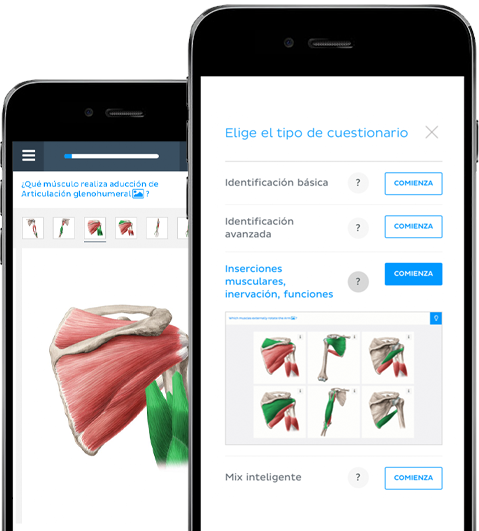 Revisa Y Aprende Anatomía Humana De Forma Inteligente Kenhub
