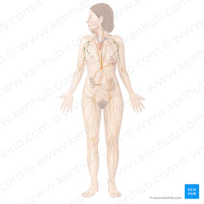 Axillary lymph nodes (Nodi lymphoidei axillares); Image: Begoña Rodriguez