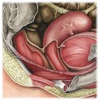 Rectouterine pouch