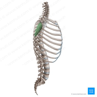Scapulothoracic joint (Junctio scapulothoracica); Image: Yousun Koh