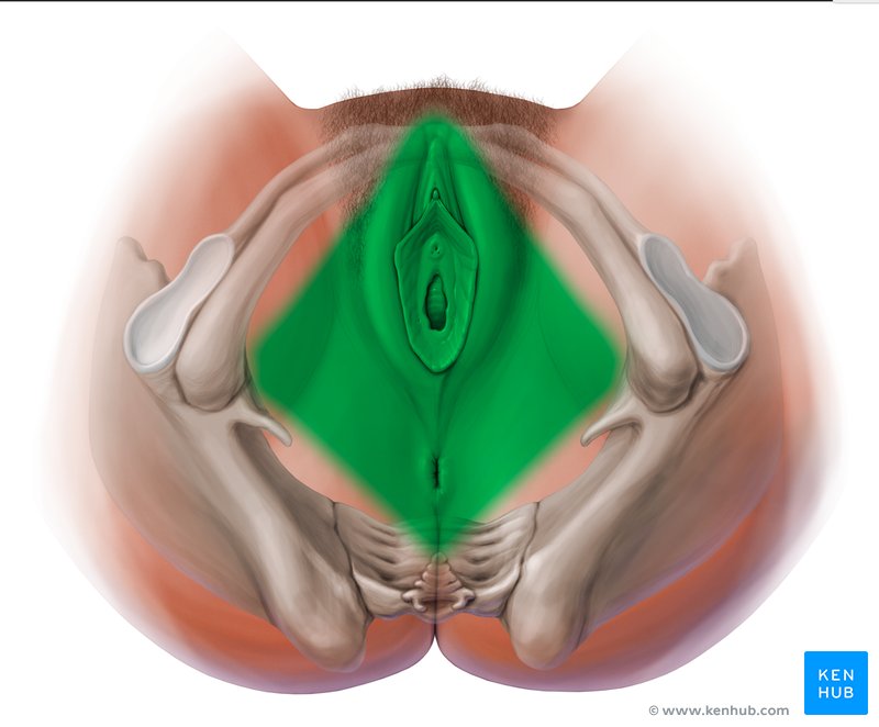 Perineum und Regio perinealis - Lage, Aufbau, Dammschnitt