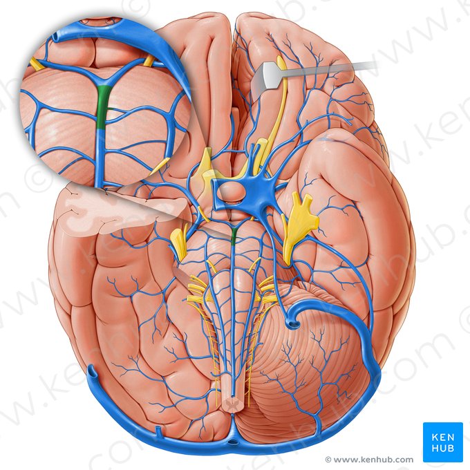 Vena pontomesencefálica (Vena pontomesencephalica); Imagen: Paul Kim