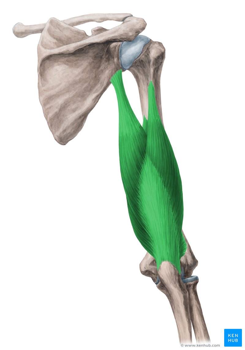 Músculo tríceps braquial (verde) - vista posterior