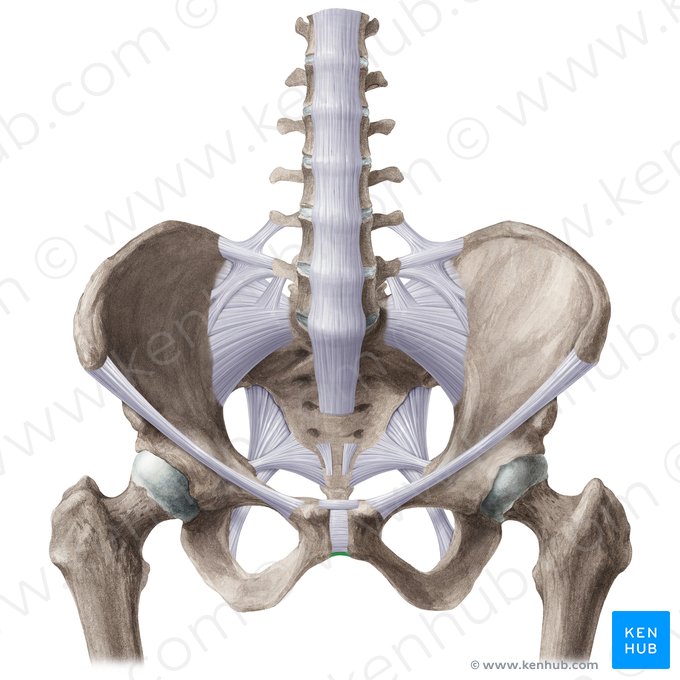 Inferior pubic ligament (Ligamentum pubicum inferius); Image: Liene Znotina