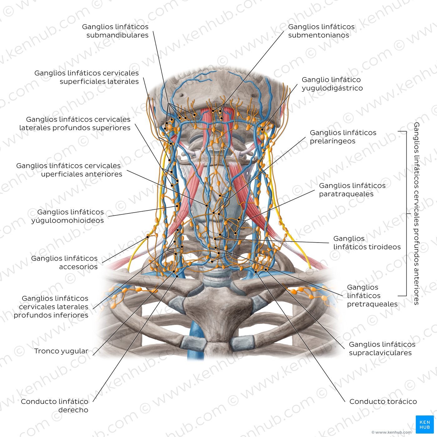 Lymph nodes of the neck