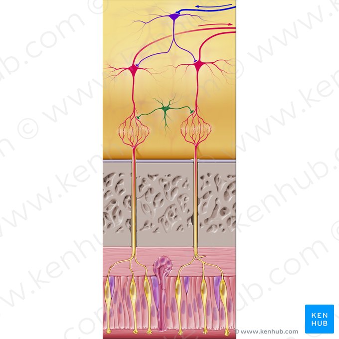 Célula periglomerular (Neuron periglomerulare); Imagen: Paul Kim