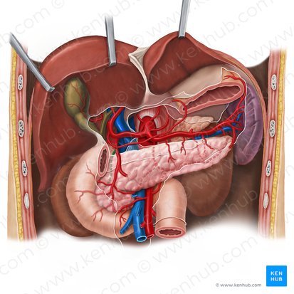 Artère pancréaticoduodénale supérieure et postérieure (Arteria pancreaticoduodenalis posterior superior); Image : Esther Gollan