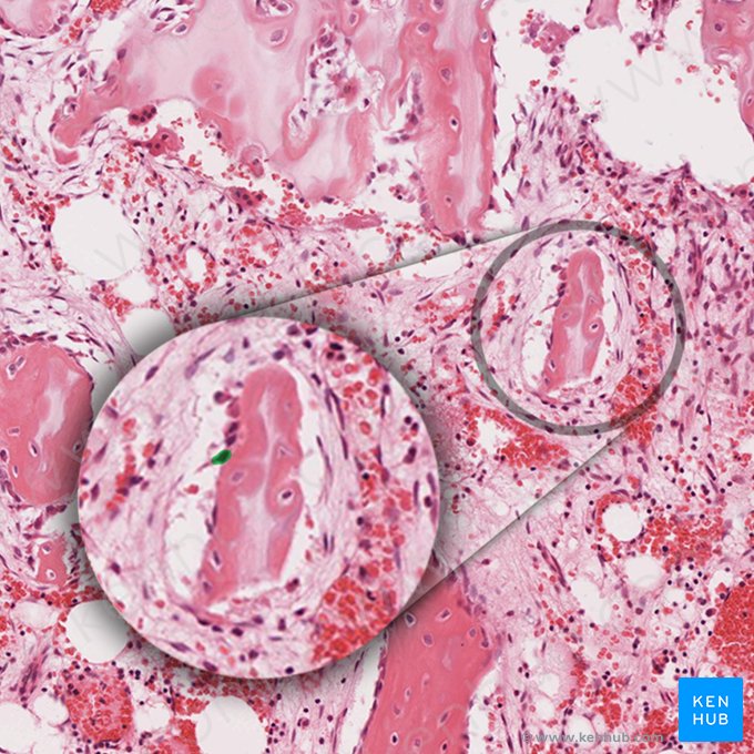 Osteoblasto (Osteoblastus); Imagen: 