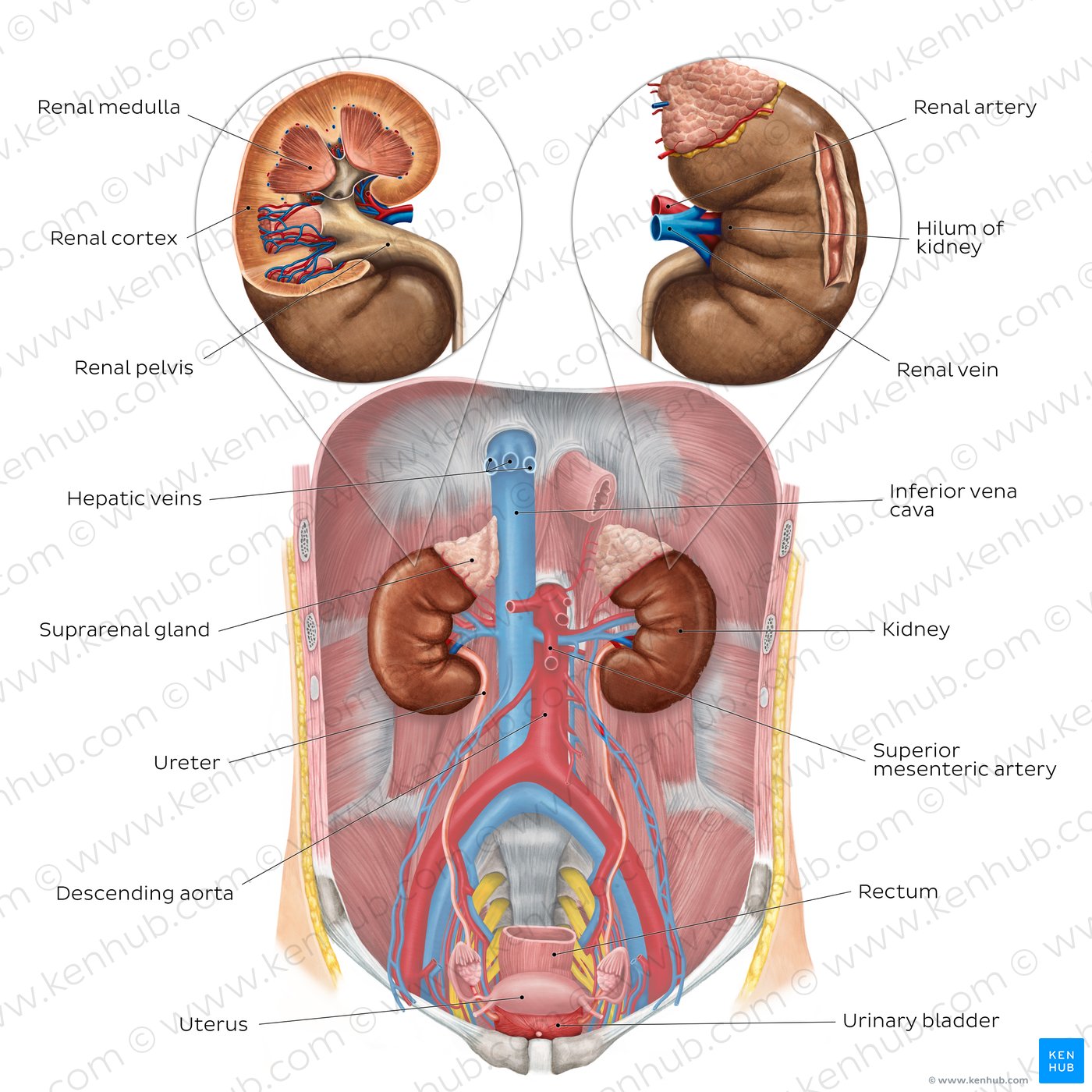 Urinary system: Organs, anatomy and clinical notes | Kenhub