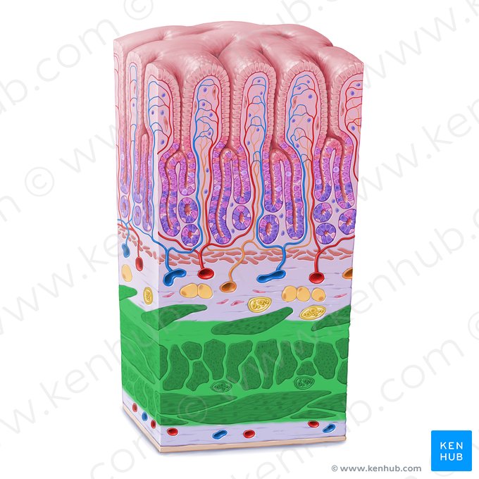 Túnica muscular (Tunica muscularis); Imagem: Paul Kim