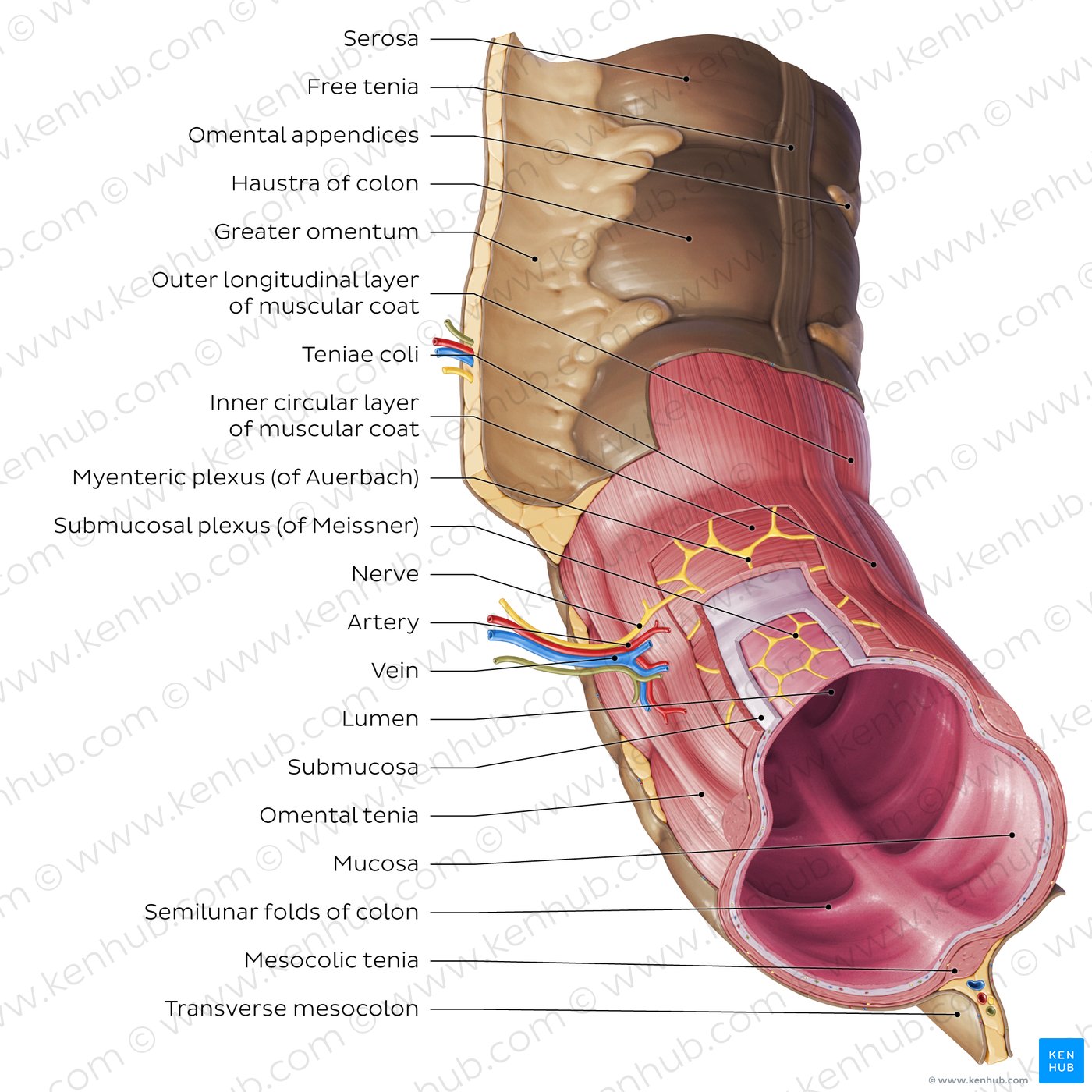 What Organs Are Near The Sigmoid Colon