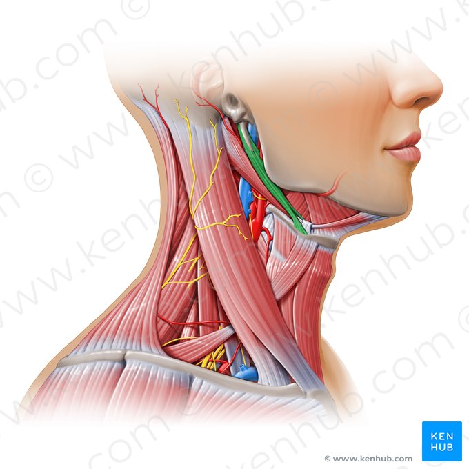 Músculo estilohioideo (Musculus stylohyoideus); Imagen: Paul Kim