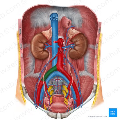 Right common iliac artery (Arteria iliaca communis dextra); Image: Irina Münstermann