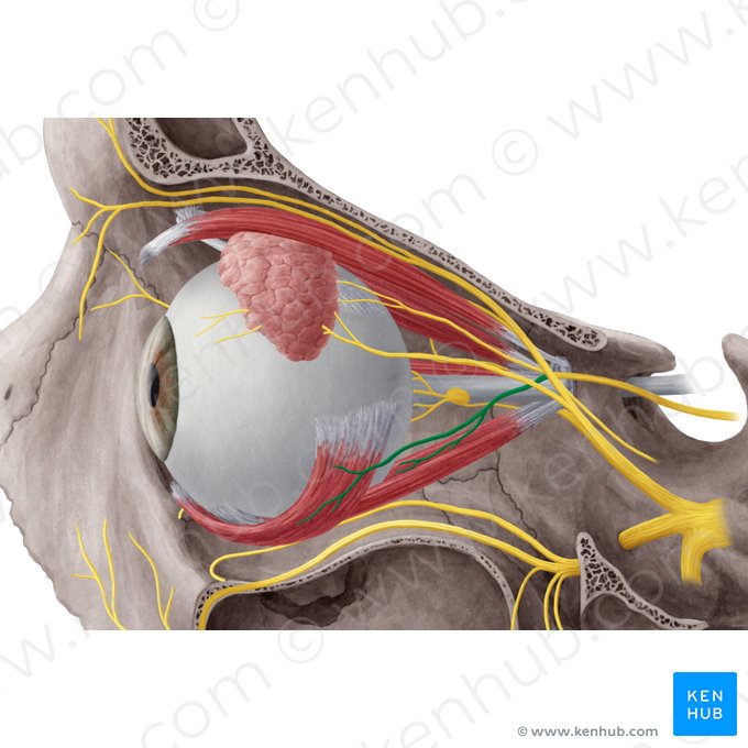 Ramo inferior do nervo oculomotor (Ramus inferior nervi oculomotorii); Imagem: Yousun Koh