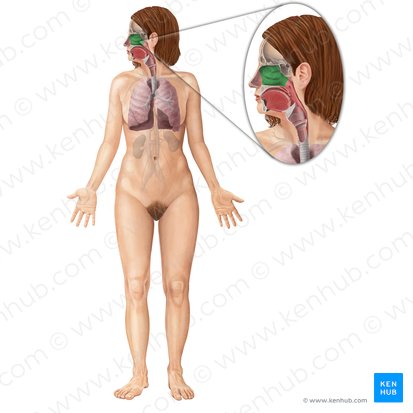 Nasal cavity (Cavitas nasi); Image: Begoña Rodriguez