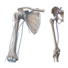 Hauptvenen der oberen Extremität