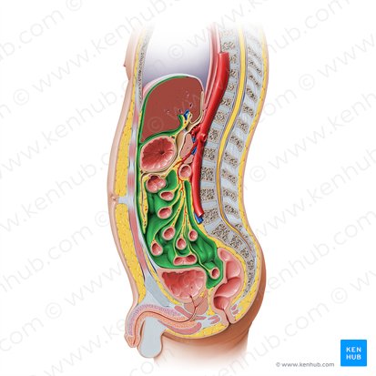 Peritoneal cavity (Cavitas peritonealis); Image: Paul Kim