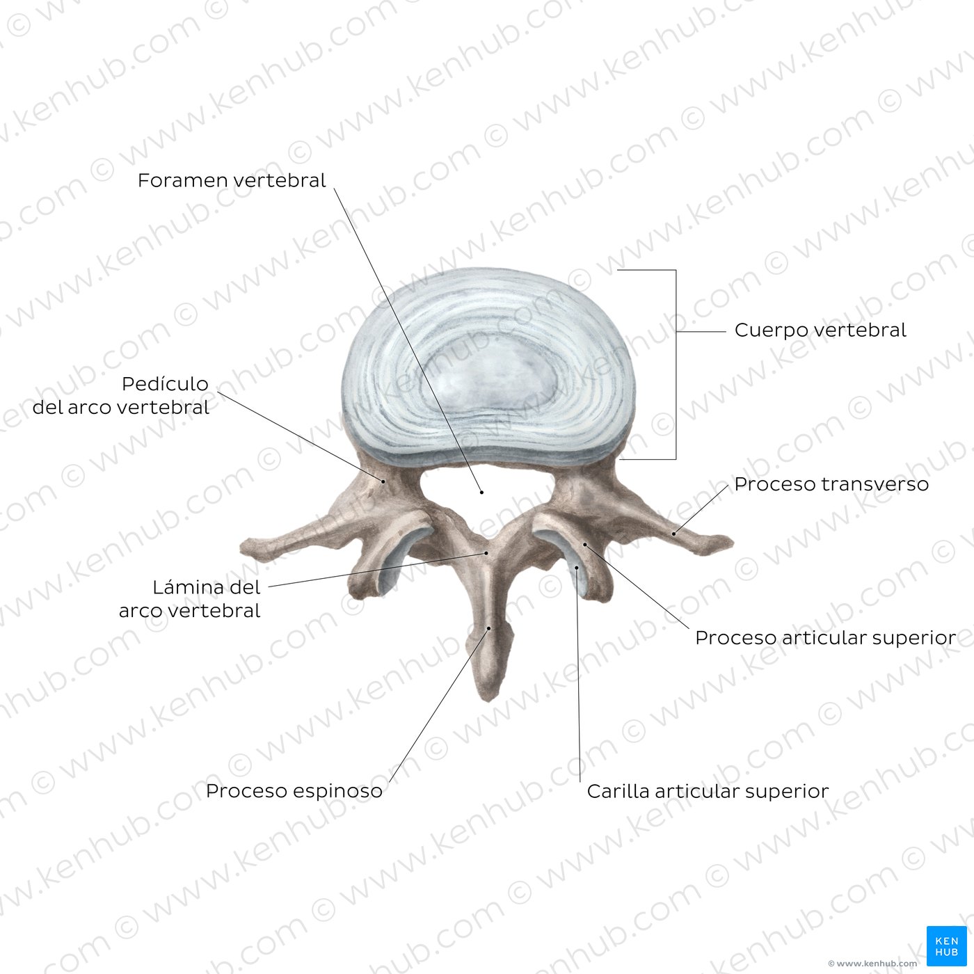 Anatomomía de una vértebra típica (diagram)