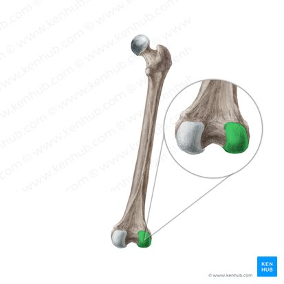 Lateral condyle of femur (Condylus lateralis femoris); Image: Liene Znotina