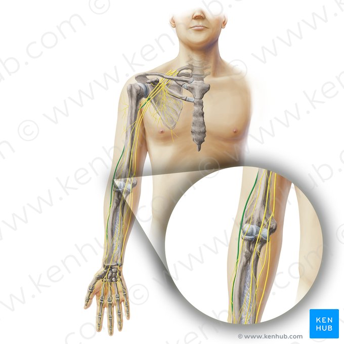 Radial nerve (Nervus radialis); Image: Paul Kim