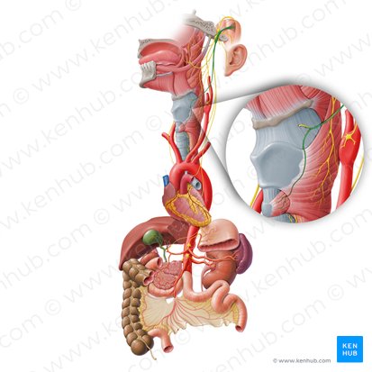 Rameau externe du nerf laryngé supérieur (Ramus externus nervi laryngei superioris); Image : Paul Kim