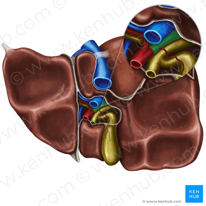 Rama derecha de la arteria hepática propia (Arteria hepatica dextra); Imagen: Irina Münstermann