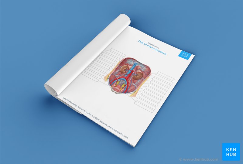  Test your knowledge of the urinary system with our unlabeled diagram: Download below!