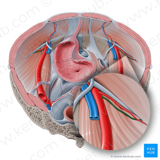 Vena circunfleja ilíaca profunda (Vena circumflexa iliaca profunda); Imagen: Paul Kim