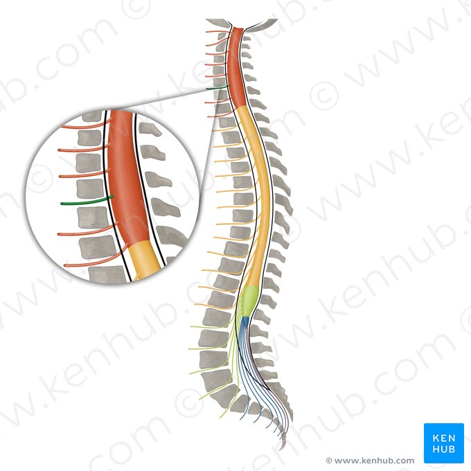 Spinal nerve C6 (Nervus spinalis C6); Image: Irina Münstermann