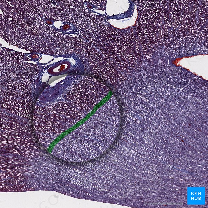 Unión corticomedular del rinón (Junctio corticomedullaris renis); Imagen: 
