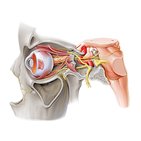 Nervios oculomotor, troclear y abducens (NC III, IV & VI)