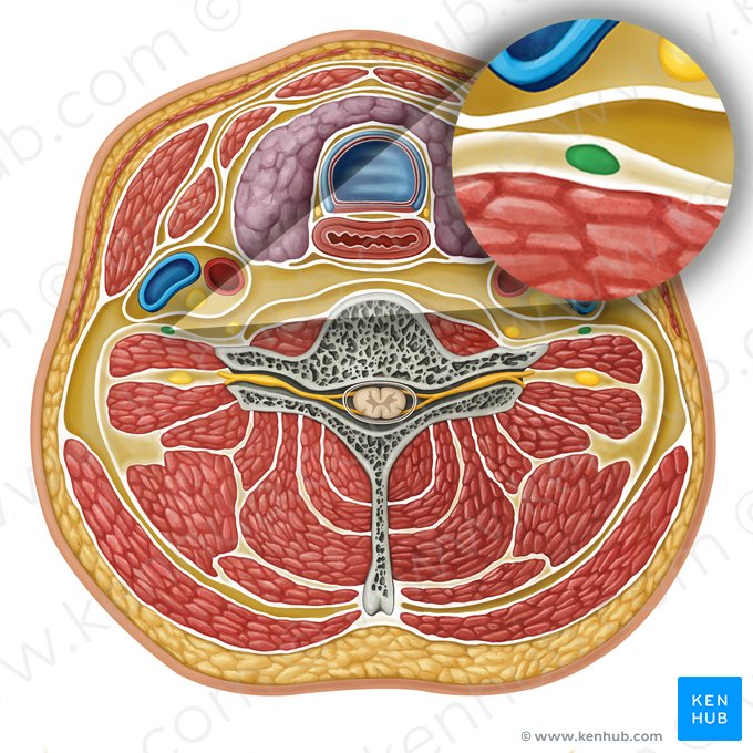 Phrenic nerve (Nervus phrenicus); Image: Irina Münstermann