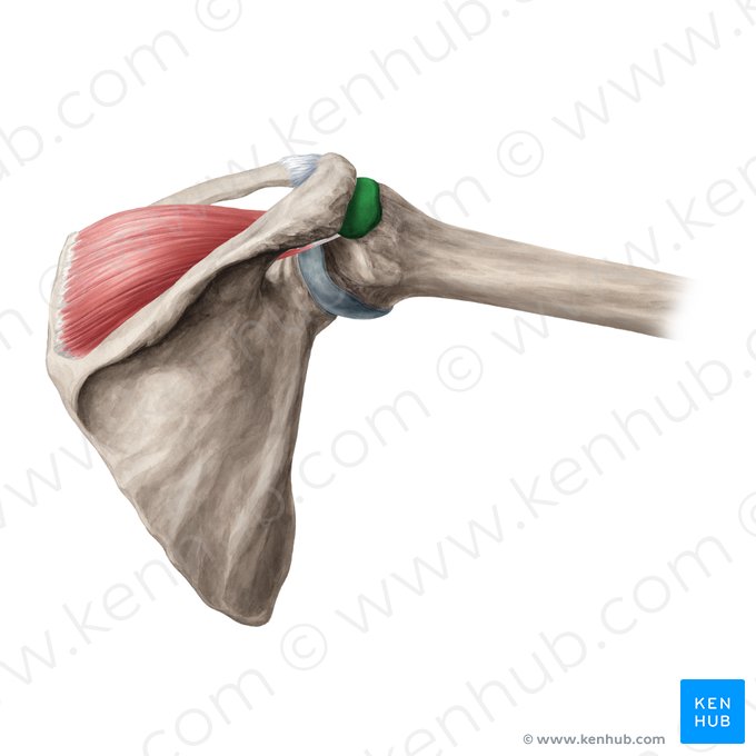 Bursa subdeltoidea & Bursa subacromialis (Schleimbeutel unter dem Deltamuskel und unter dem Schulterdach); Bild: Yousun Koh