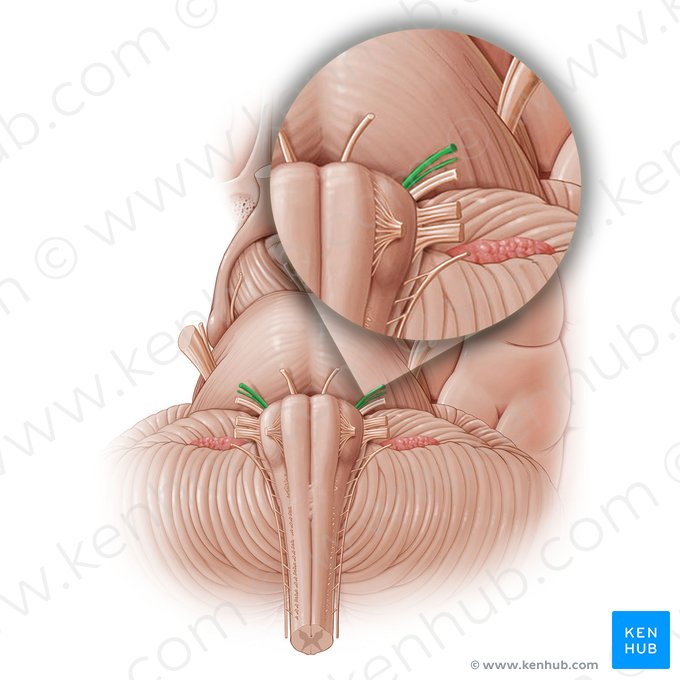 Nerf facial (Nervus facialis); Image : Paul Kim