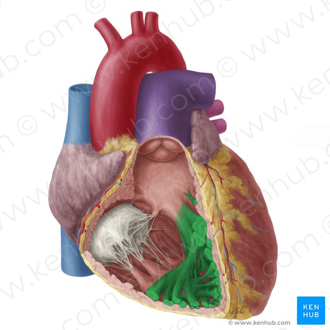 Trabeculae carneae ventriculi dextri (Muskelbalken der rechten Herzkammer); Bild: Yousun Koh