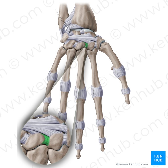 Ligament trapézoïdocapital interosseux (Ligamentum trapezoideocapitatum interosseum); Image : Paul Kim