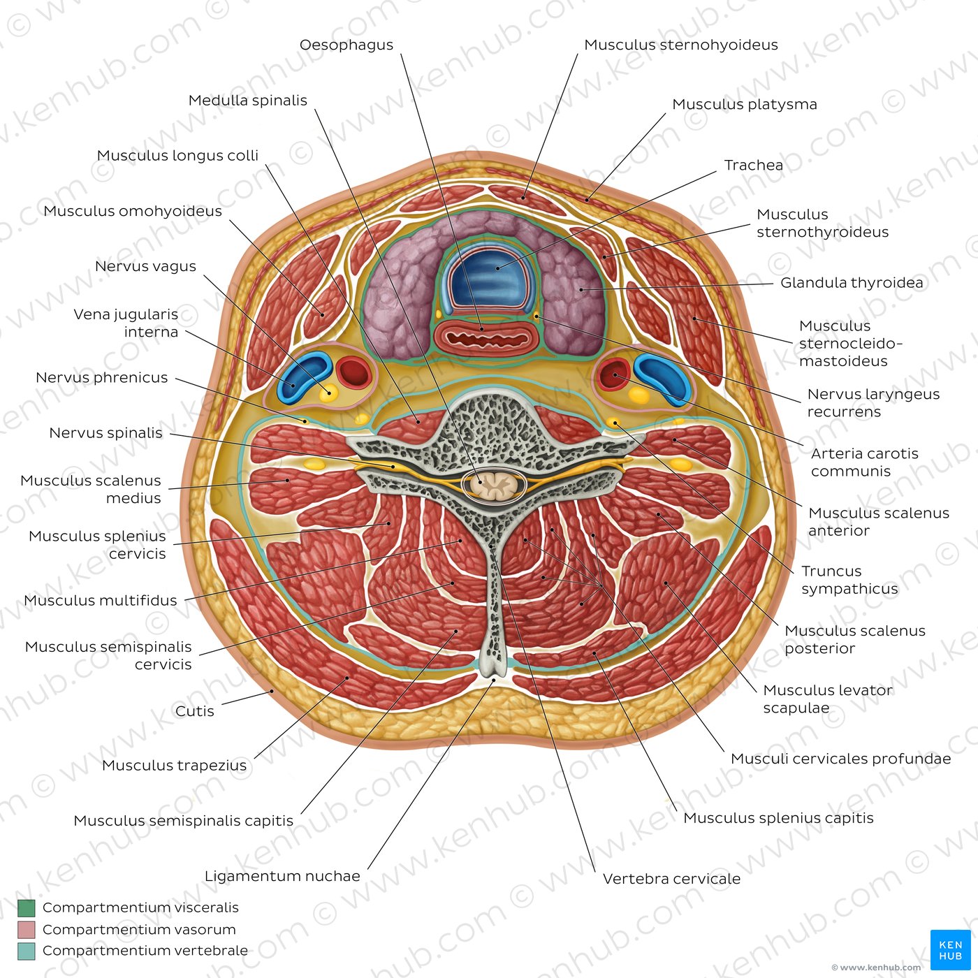 Kompartimente der Halsregion