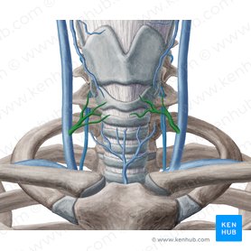 Middle thyroid vein (Vena thyroidea media); Image: Yousun Koh