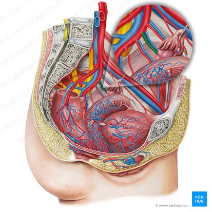 Artéria uterina esquerda (Arteria uterina sinistra); Imagem: Irina Münstermann