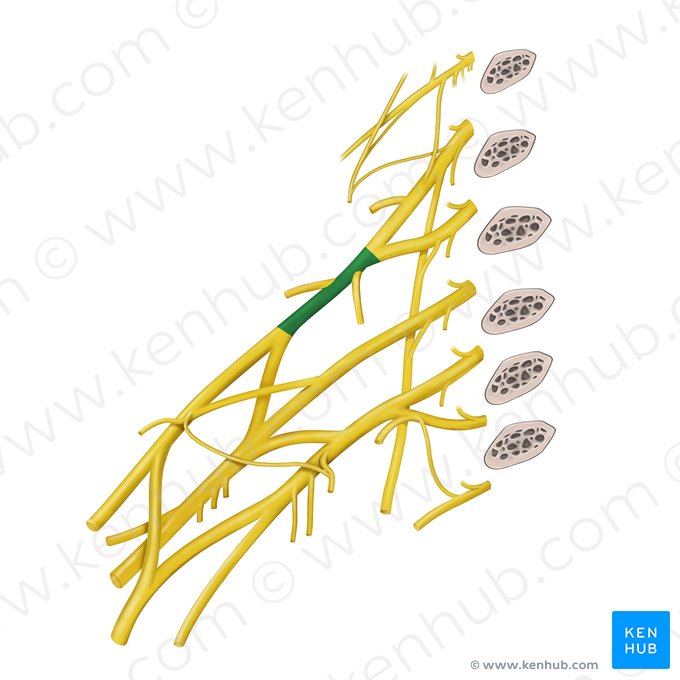 Tronco superior del plexo braquial (Truncus superior plexus brachialis); Imagen: Begoña Rodriguez