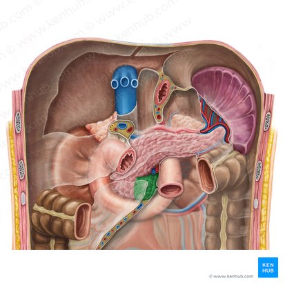 Proceso unciforme del páncreas (Processus uncinatus pancreatis); Imagen: Irina Münstermann