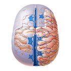 Cranial meninges