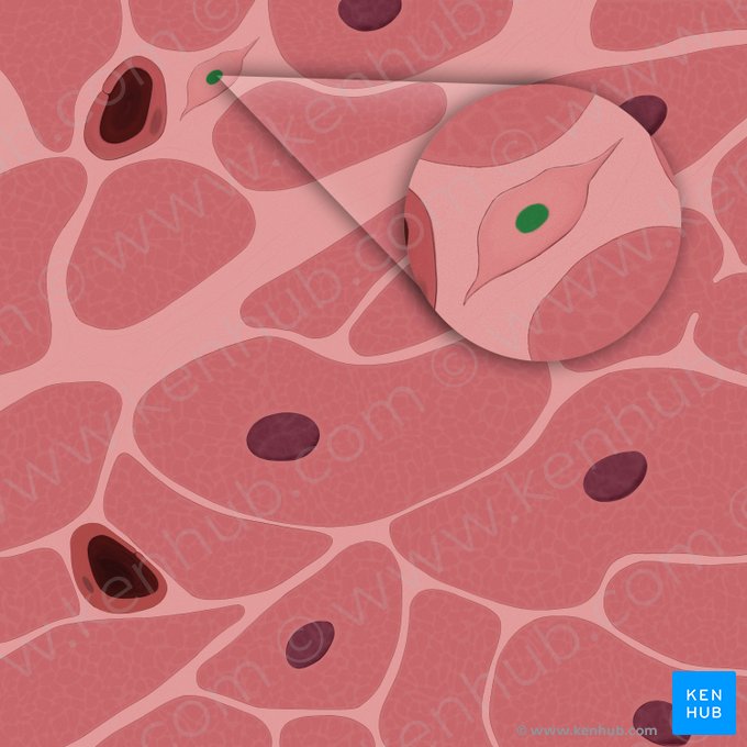 Fibroblast nucleus (Nucleus fibroblasti); Image: Tal Bavli Ziv