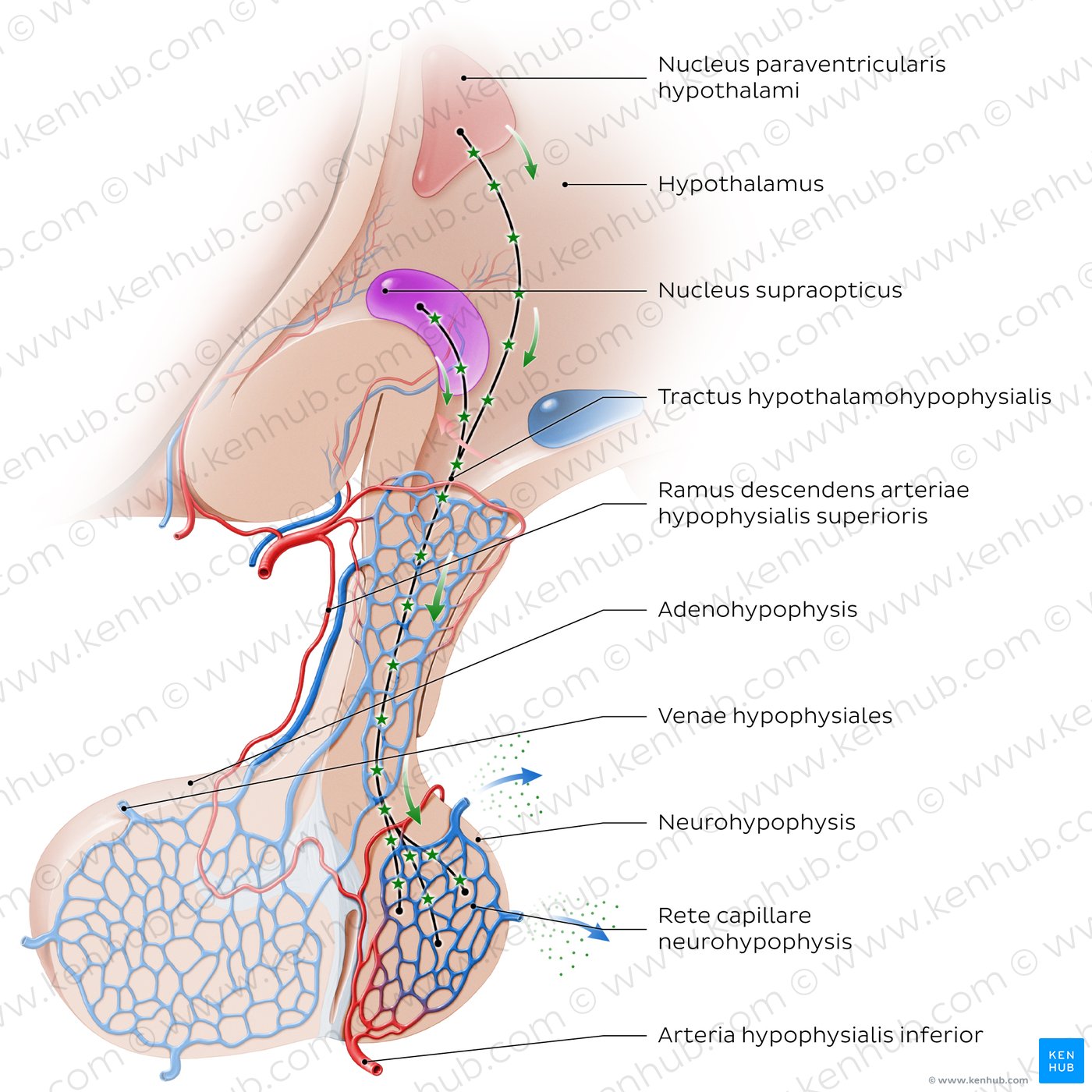 Neurohypophyse