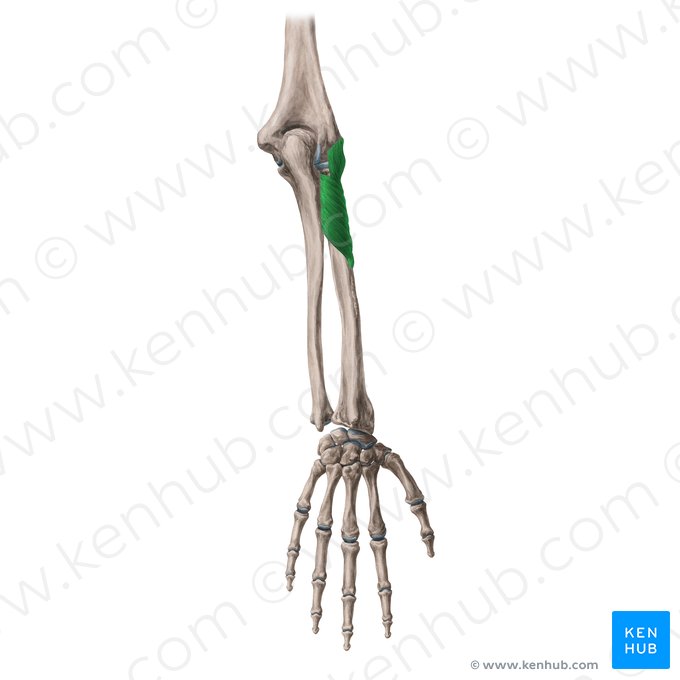 Músculo supinador (Musculus supinator); Imagem: Yousun Koh
