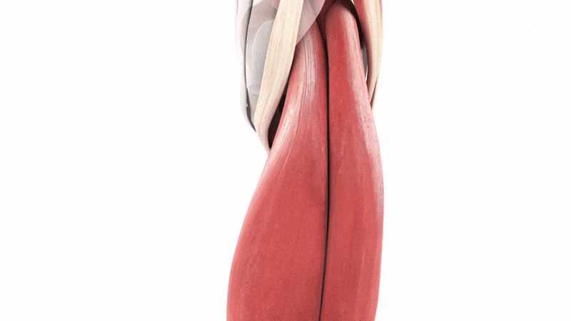 Gastrocnemius muscle function (3D)